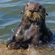 Imagen para el artículo titulado 6 animales inesperados que usan herramientas